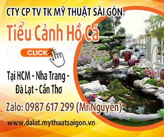 Top hình ảnh thi công hồ cá koi mini tại thành phố Đà Lạt