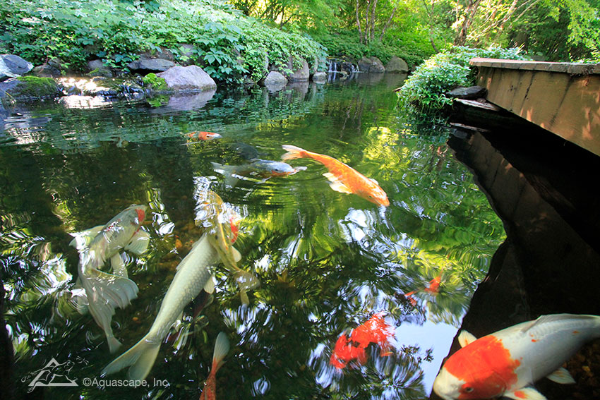Tận hưởng Vẻ đẹp Tuyệt đẹp của Khu Vườn Nước Sân Sau Của Riêng Bạn Với Hồ Cá Koi đẹp Tại Đồng Nai